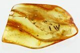 Detailed Fossil Spider, Aphid, and Eight Springtails in Baltic Amber #367247-1